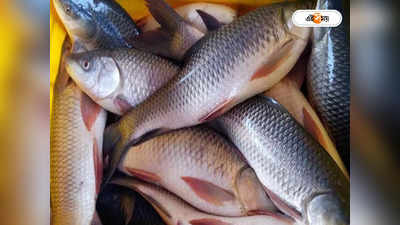 Rohu Fish: টাটকা রাখতে মাছে মাখানো হচ্ছে কেরোসিন? রুই-কাতলা কেনার আগে সাবধান!