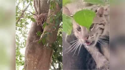 Wildlife: বাঘ বেরিয়েছে...! নবাবের জেলায়  আতঙ্ক, পৌঁছল বন দফতর, তারপর...