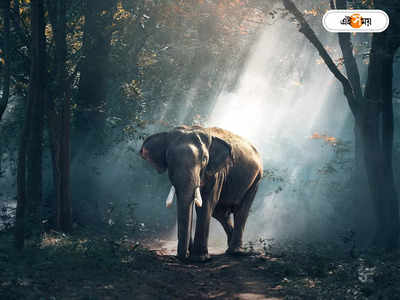 Elephant Attack : বৃষ্টিতে সুপারি বাগানে তড়িদাহত হয়ে মৃত হাতি