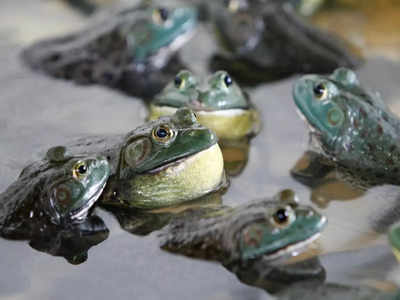 Frog Disease News: कब से आपने नहीं देखा मेंढक? 90 प्रजातियों का हो चुका है सफाया, रोग जो बना खात्‍मे का सबब
