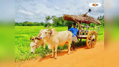 Trending News : গোরুর গাড়িতে চেপে হাজির হবু বর! পুরানো প্রথাতেই ফিরলেন বাংলাদেশের যুবক