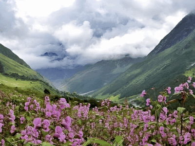 Valley Of flowers: 1 जून से लीजिए वैली ऑफ फ्लावर्स का लुत्फ, पांच सौ से अधिक प्रजातियों के रंग-बिरंगे फूल