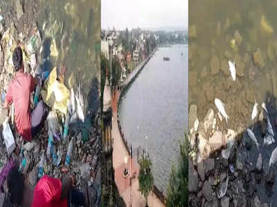 Kolhapur News: कोल्हापूरच्या रंकाळा तलावात मृत माशांचा खच, मासे कुजल्याने लागल्याने परिसरात प्रचंड दुर्गंधी