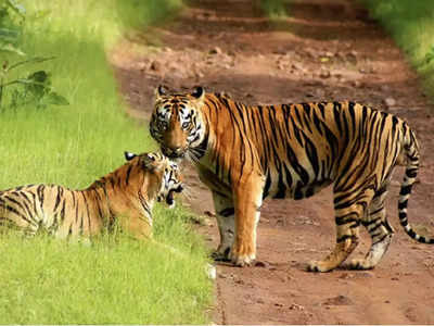 Lakhimpur Khiri: लखीमपुर खीरी में बाघ के हमले में किसान की मौत, रविवार शाम से था लापता