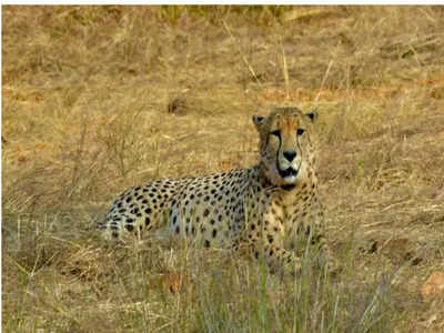 Cheetah Deaths: రెండు నెలల్లో 6 చీతాలు మృతి.. కేంద్రం కీలక వ్యాఖ్యలు