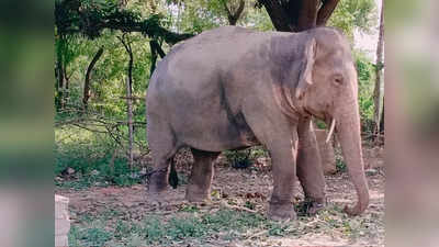 Hardoi: राह चलते अचानक भड़क गया हाथी, युवक को सूंड से उठाकर पटका, फिर रौंदते हुए आगे बढ़ गया... मौत