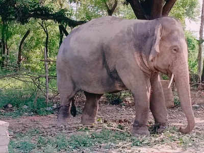 Hardoi: राह चलते अचानक भड़क गया हाथी, युवक को सूंड से उठाकर पटका, फिर रौंदते हुए आगे बढ़ गया... मौत