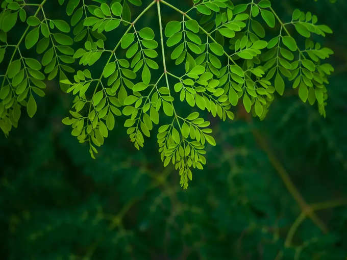 మునగాకు..