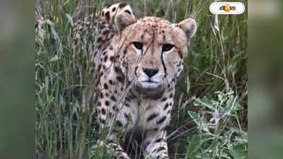 Cheetah Death : গাফিলতি নেই..., কুনোয় একের পর এক চিতা মৃত্যুতে দায় এড়ানোর চেষ্টা মোদী সরকারের?