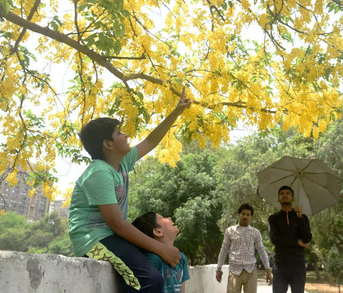 दिल्ली के लिए आदर्श पेड़