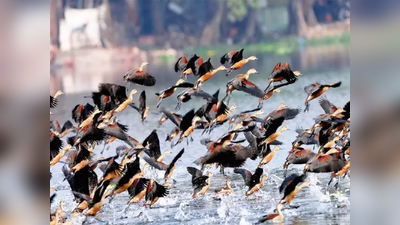 पक्षी उडवण्यासाठी अर्जंट माणसं हवी! ही कंपनी देतेय दिवसाला २० हजार रुपये पगार