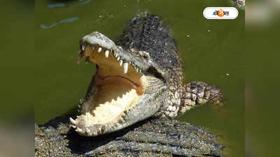 Crocodile Attack: পিছন থেকে হঠাৎ হামলা! সাঁতারুর মাথা প্রায় গিলে ফেলে কুমির, তারপর …