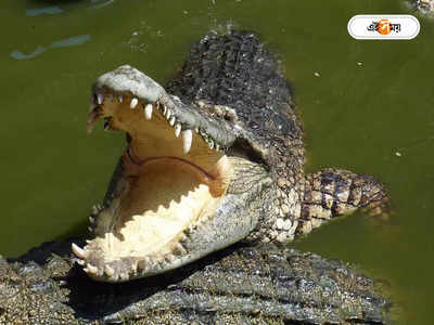 Crocodile Attack: পিছন থেকে হঠাৎ হামলা! সাঁতারুর মাথা প্রায় গিলে ফেলে কুমির, তারপর …