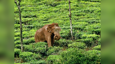 വനത്തിൽ കയറി, പിടികൂടാൻ എത്തിയവരെ വട്ടം കറക്കി അരിക്കൊമ്പൻ; ദൗത്യം അനിശ്ചിതത്വത്തിൽ