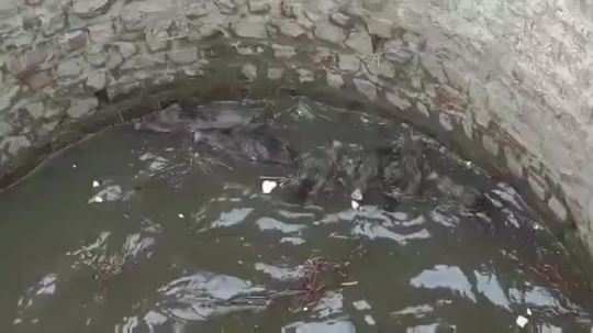 seoni 6 wild boar fell in 30 feet deep well watch video