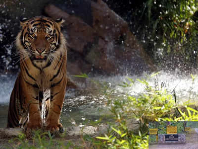 कार्बेट रिजर्व में 5 महीने में 5 बाघों की मौत, अपने सबसे सेफ इलाके में क्यों खत्म हो रहे हैं टाइगर्स?