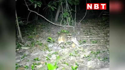 Rare Mouse Deer: कांगेर घाटी नेशनल पार्क में दिखा दुर्लभ प्रजाति का माउस डियर, चूहा, सुअर और हिरण का है मिला-जुला रूप