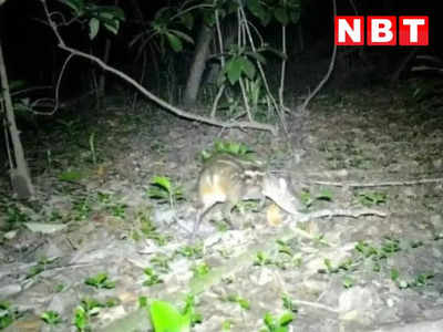 Rare Mouse Deer: कांगेर घाटी नेशनल पार्क में दिखा दुर्लभ प्रजाति का माउस डियर, चूहा, सुअर और हिरण का है मिला-जुला रूप