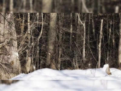 Optical Illusion Image: इस तस्वीर में कितने जानवर दिख रहे हैं? जिनकी नजरें हैं तेज तर्रार, वो झट से बता देंगे सही जवाब