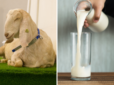 World Milk Day: बकरी का दूध है सफेद अमृत, Cow Milk से ज्यादा मिलेगी ताकत, 5 बीमारी की है रामबाण दवा
