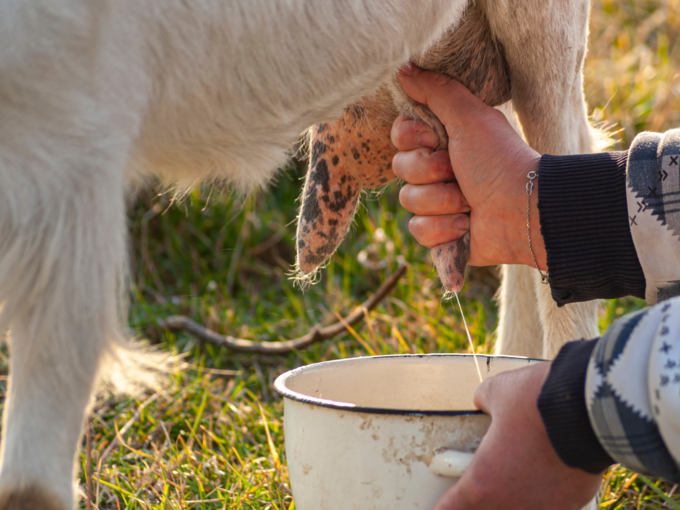बकरी के दूध में है ज्यादा प्रोटीन-कैल्शियम