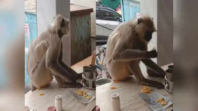 आठवड्यात दोन दिवस येतं, जिलेबी अन् समोसा खाऊन जातं; भंडाऱ्यातील त्या माकडाची पंचक्रोशीत चर्चा