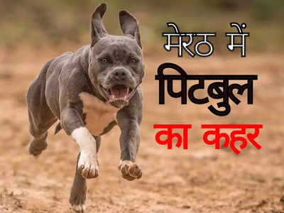 Meerut Dog Attack: पिटबुल मालिक कुत्ते के साथ फरार, ऐक्शन के नाम पर स्ट्रीट डॉग पकड़कर लौटी नगर निगम टीम