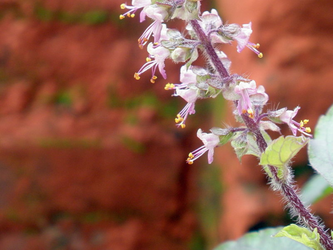 How To Protect Tulsi