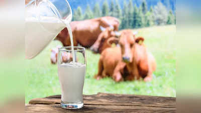Cow Milk Health Benefits: ఆవు పాలు తాగితే.. బరువు తగ్గుతారా..?