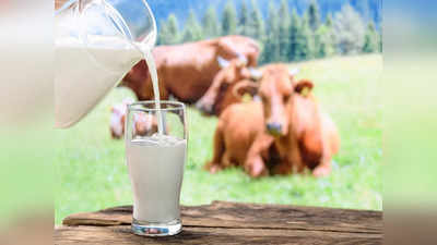 Cow Milk Health Benefits: ఆవు పాలు తాగితే.. బరువు తగ్గుతారా..? 