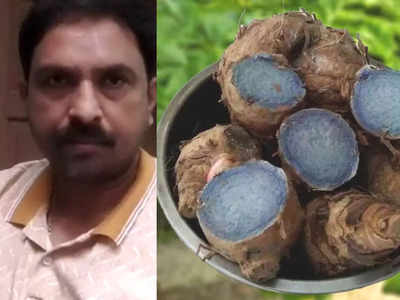 Gaya News: आशीष कुमार करते हैं काली हल्दी की खेती, डेढ़ कट्ठा खेत में उपजाते हैं 1 क्विंटल पैदावार