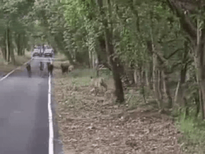 जंगल में झुंड से गाय को खींच ले गया बाघ, शिकार का रोंगटे खड़े कर देने वाला वीडियो वायरल