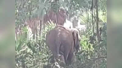 Nawada News: हाथी ने महादलित के घर पर बोला धावा, महिला की कुचलकर ली जान