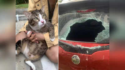 Cat Viral News: 6वीं मंजिल से गाड़ी पर गिरी बिल्ली, कार का पिछला शीशा टूट गया पर Kitty को कुछ नहीं हुआ