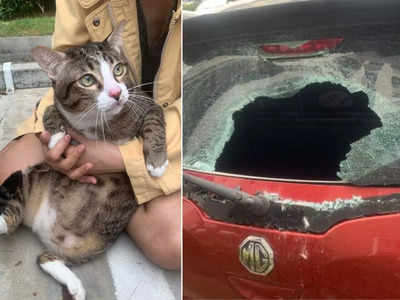 6वीं मंजिल से गाड़ी पर गिरी बिल्ली, कार का पिछला शीशा टूट गया पर Kitty को कुछ नहीं हुआ