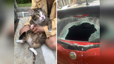 Cat Falls From 6th Floor: वजनदार मांजर सहाव्या मजल्यावरुन गाडीवर आदळली, नुकसान कोणाचं झालं? तुम्हीच पाहा