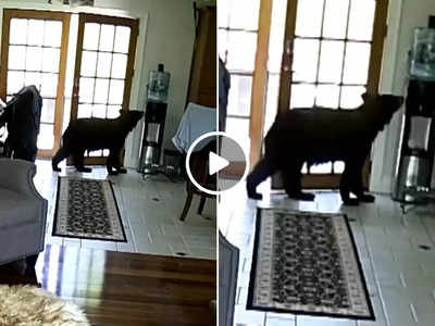 Viral Video: दरवाजा खुला था तो घर में घुस गया भालू, पालतू कुत्ते ने दिखाई गजब की बहादुरी, वीडियो वायरल