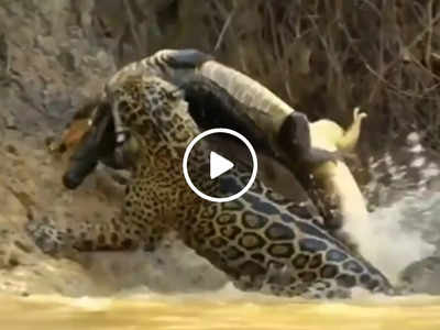 Jaguar Ka Video: जेगुआर ने दिखाई अपनी ताकत, पलभर में पानी के खूंखार शिकारी को गर्दन से दबोच कर ले गया