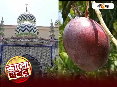 Mango Price: এক কেজি আমের দাম ২৫০০০০, কেষ্টর জেলাতেই ফলছে জাপানি আম