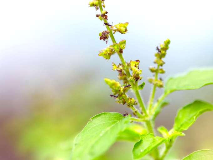 ​ತುಳಸಿ ಗಿಡ-​