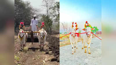 संत तुकाराम महाराजांच्या पालखीसाठी राजा-सोन्या अन् सोन्या-खासदार बैलजोडीला मान