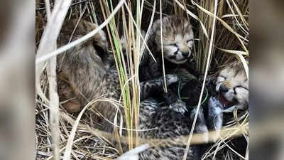 Kuno Cheetah Death : চিতা মৃত্যু নিয়ে দায় স্বীকার পরিবেশমন্ত্রীর