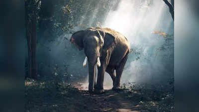 Elephant Attack - ಕುಕ್ಕೆ ಸುಬ್ರಹ್ಮಣ್ಯದಿಂದ ಬೆಂಗಳೂರಿಗೆ ಬರುತ್ತಿದ್ದ ಬಸ್ ಮೇಲೆ ಕಾಡಾನೆ ದಾಳಿ