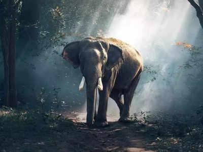 Elephant Attack - ಕುಕ್ಕೆ ಸುಬ್ರಹ್ಮಣ್ಯದಿಂದ ಬೆಂಗಳೂರಿಗೆ ಬರುತ್ತಿದ್ದ ಬಸ್ ಮೇಲೆ ಕಾಡಾನೆ ದಾಳಿ