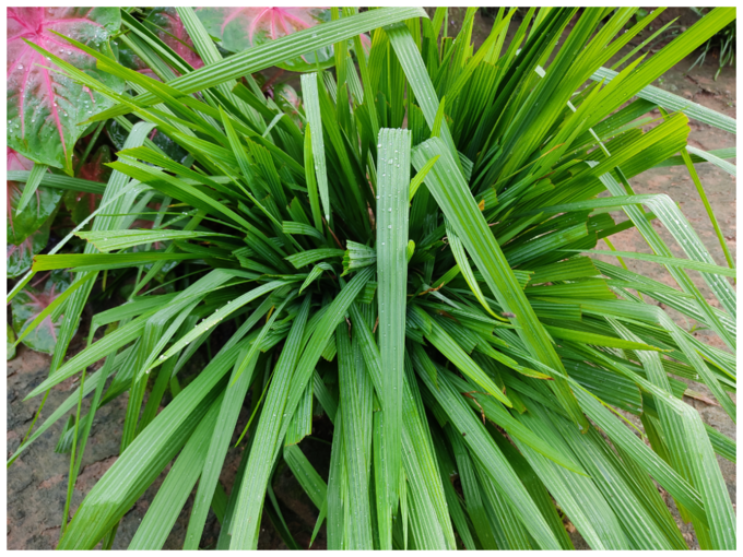 ನಿಂಬೆಹುಲ್ಲು ಗಿಡ  