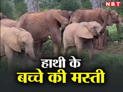 Elephant News: खेलने के लिए कुछ नहीं तो हाथी का बच्चा क्या करेगा? मटरगश्ती देख मुस्कुरा देंगे