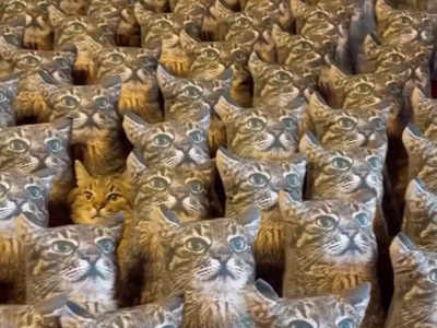 नकली बिल्लियों के बीच छिपी है असली बिल्ली, ढूंढ-ढूंढकर परेशान हुए सोशल मीडिया यूजर्स, आप भी कोशिश करें!