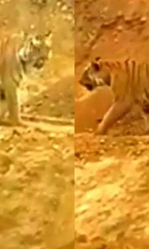Tiger Video: रेलवे लाइन का निरीक्षण करने निकला बाघ, मजदूरों ने बना लिया वीडियो