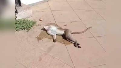 माथेरानमध्ये ६ माकडांचा तडफडून मृत्यू, विषप्रयोगाचा संशय, स्थानिकांमधून हळहळ व्यक्त