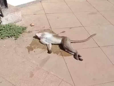माथेरानमध्ये ६ माकडांचा तडफडून मृत्यू, विषप्रयोगाचा संशय, स्थानिकांमधून हळहळ व्यक्त